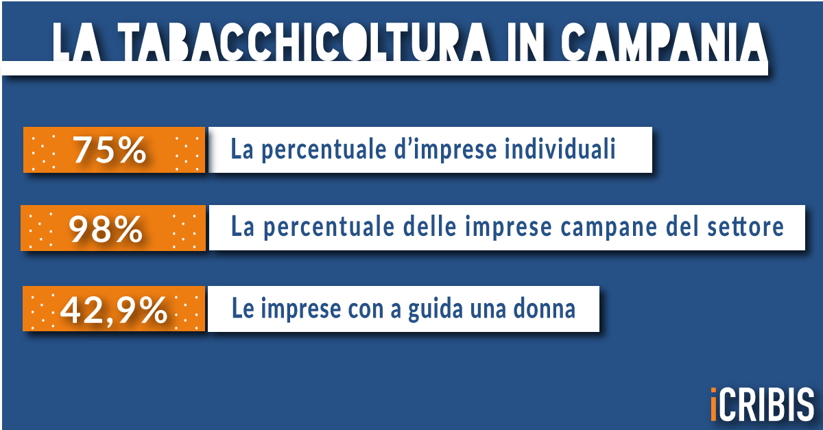 tabacchicoltura Campania